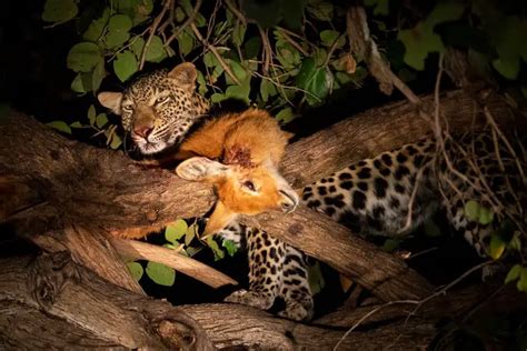  The Leopard Hunt, A Mesmerizing Study of Royal Prowess and Natural Beauty!